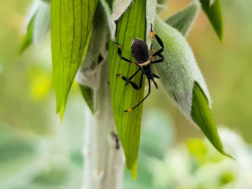 Mictis profana (Crusader Bug) 2nd instar, Alice Springs Desert Park NT