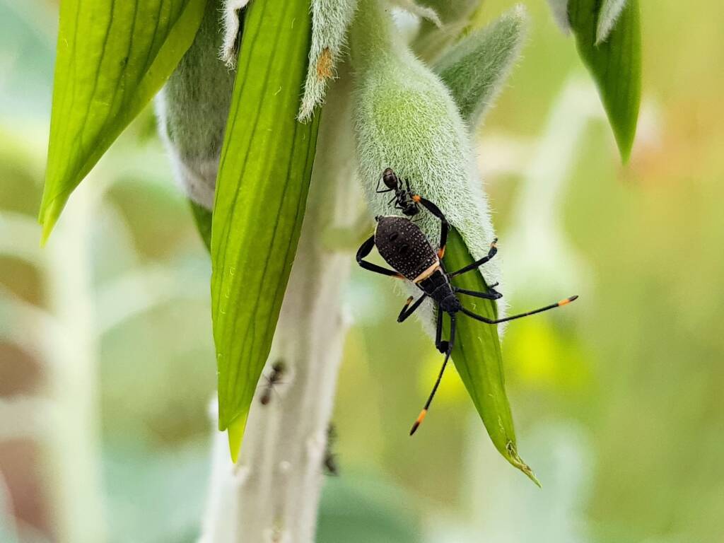 Mictis profana (Crusader Bug) 2nd instar, Alice Springs Desert Park NT