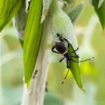 Mictis profana (Crusader Bug) 2nd instar, Alice Springs Desert Park NT