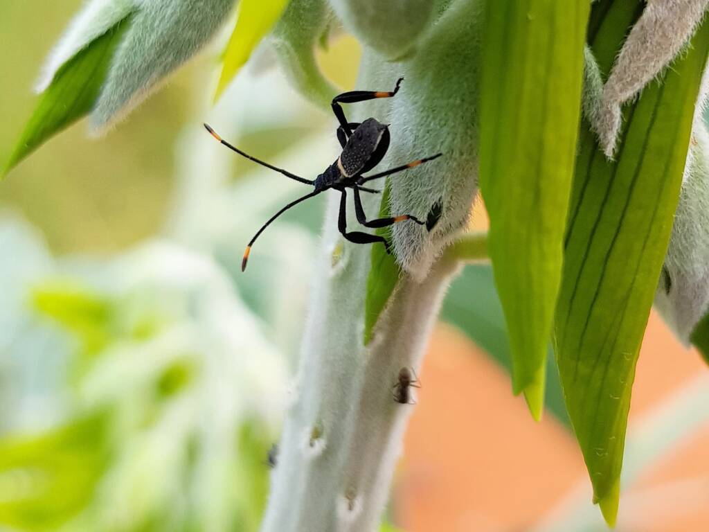 Mictis profana (Crusader Bug) 2nd instar, Alice Springs Desert Park NT