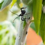 Mictis profana (Crusader Bug) 2nd instar, Alice Springs Desert Park NT
