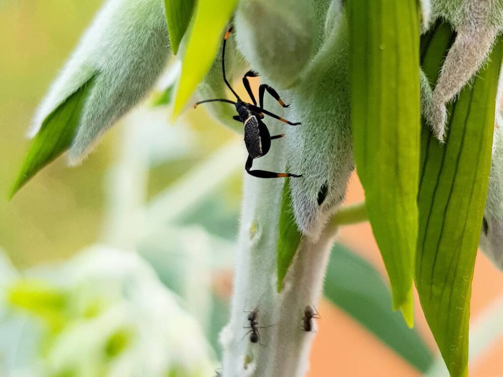 Mictis profana (Crusader Bug) 2nd instar, Alice Springs Desert Park NT