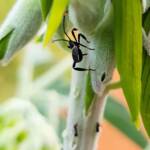 Mictis profana (Crusader Bug) 2nd instar, Alice Springs Desert Park NT
