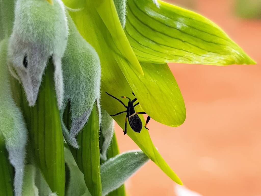 Mictis profana (Crusader Bug) 2nd instar, Alice Springs Desert Park NT