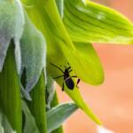 Mictis profana (Crusader Bug) 2nd instar, Alice Springs Desert Park NT