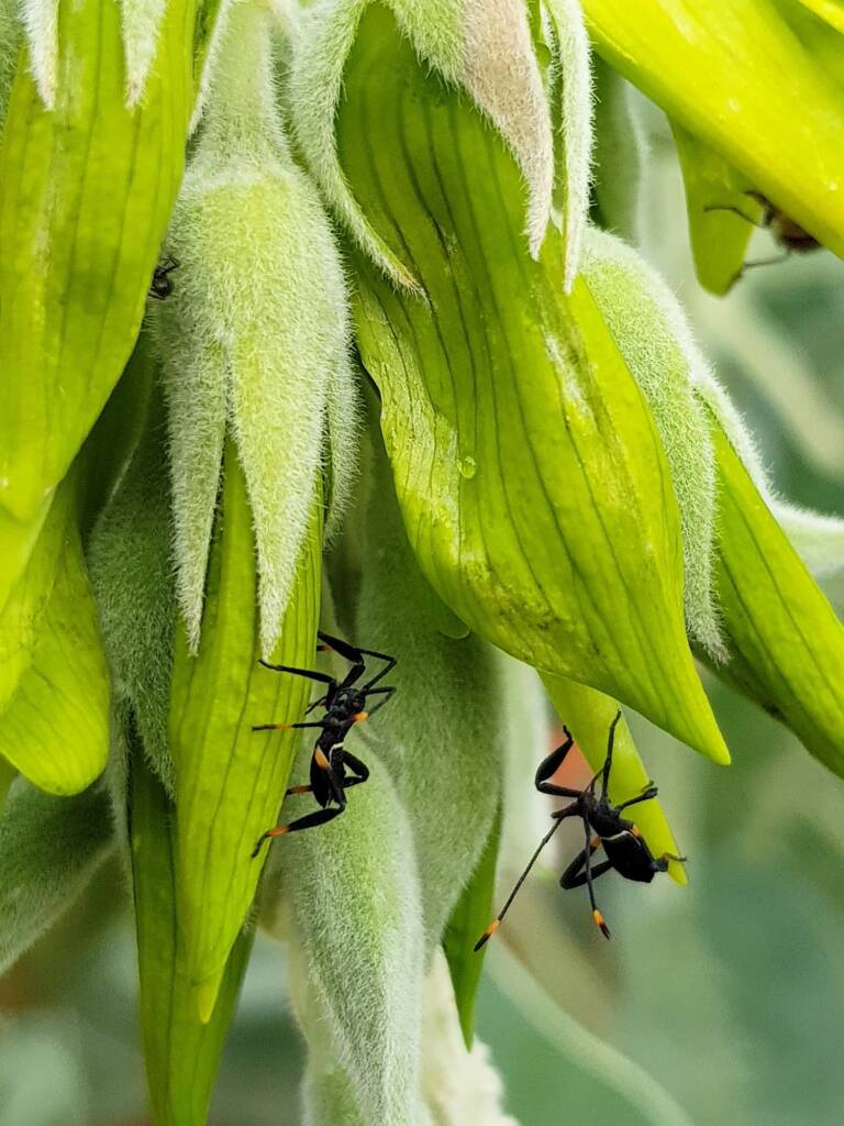 Mictis profana (Crusader Bug) 2nd instar, on Parrot Pea (Crotalaria cunninghamii), Alice Springs Desert Park NT