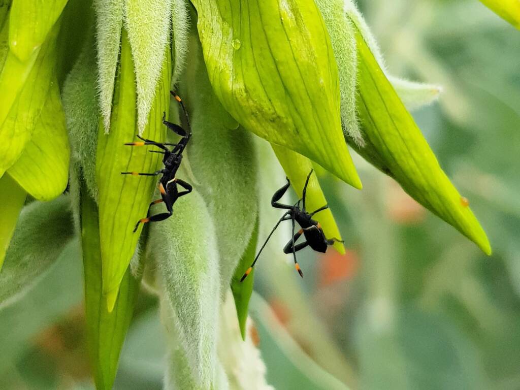 Mictis profana (Crusader Bug) 2nd instar, Alice Springs Desert Park NT