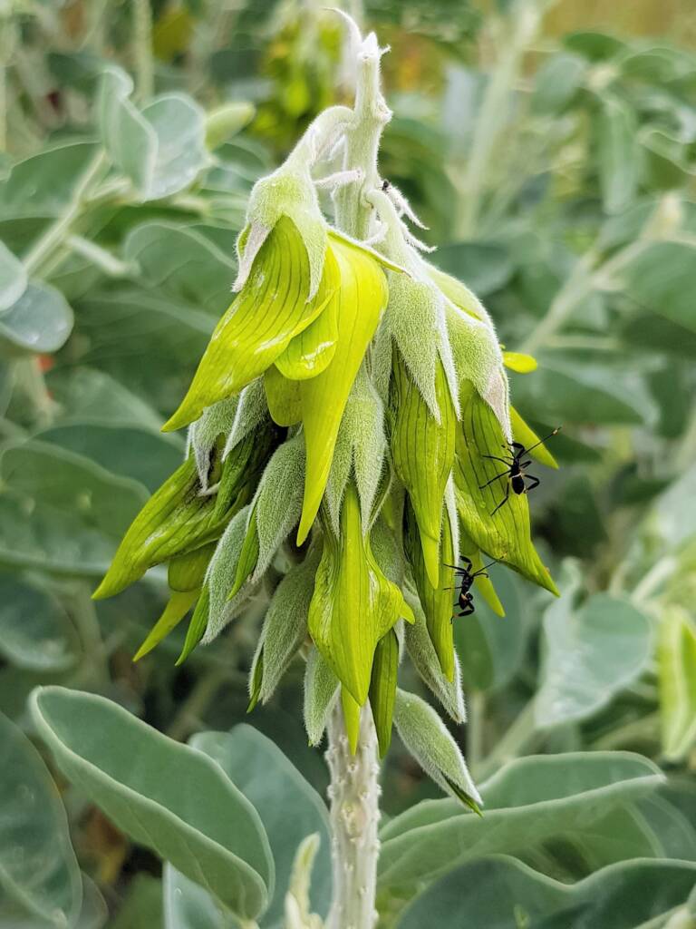 Mictis profana (Crusader Bug) 2nd instar, on Parrot Pea (Crotalaria cunninghamii), Alice Springs Desert Park NT