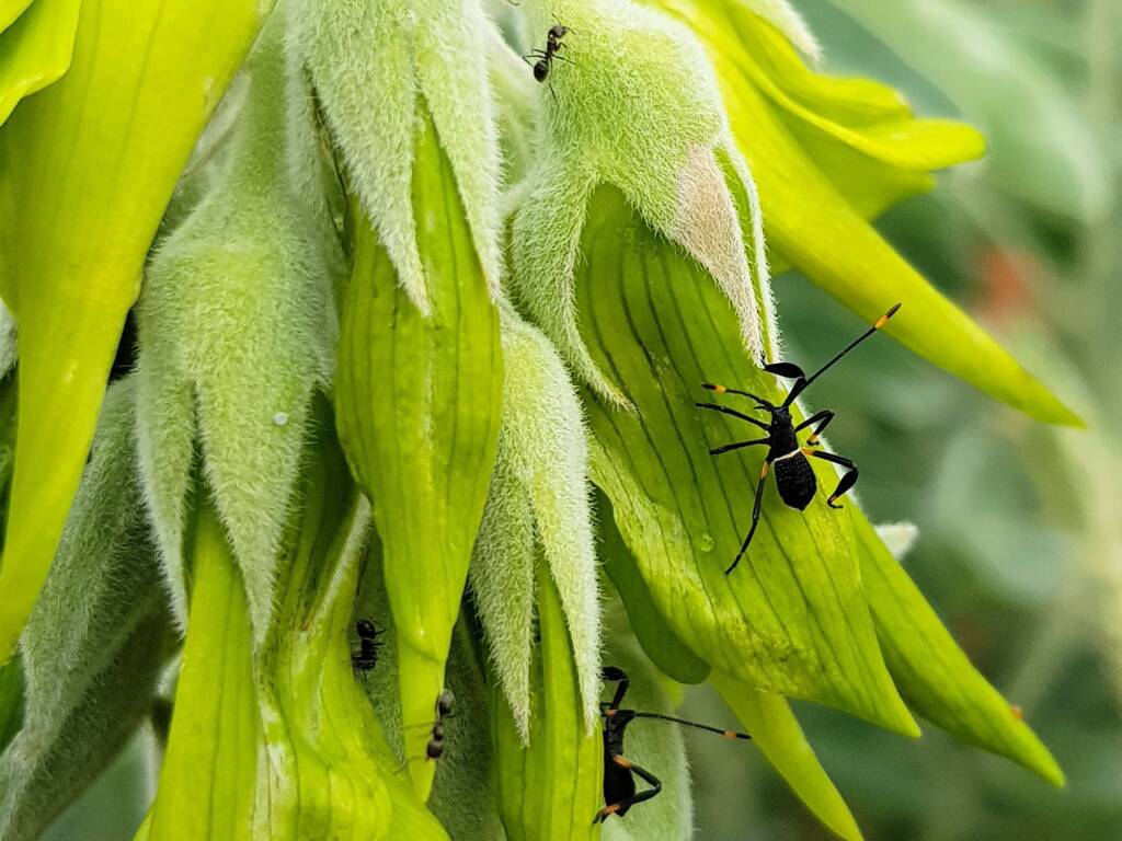 Mictis profana (Crusader Bug) 2nd instar, Alice Springs Desert Park NT