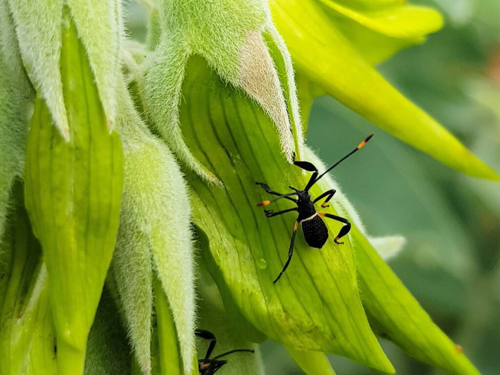 Mictis profana (Crusader Bug) 2nd instar, Alice Springs Desert Park NT