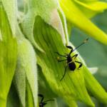 Mictis profana (Crusader Bug) 2nd instar, Alice Springs Desert Park NT