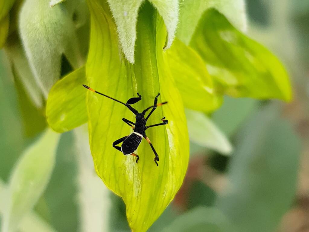 Mictis profana (Crusader Bug) 2nd instar, Alice Springs Desert Park NT