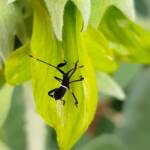 Mictis profana (Crusader Bug) 2nd instar, Alice Springs Desert Park NT