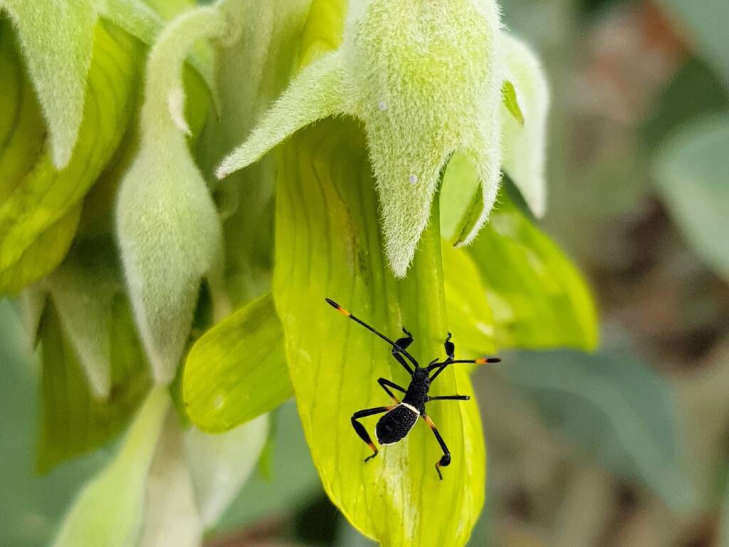 Mictis profana (Crusader Bug) 2nd instar, Alice Springs Desert Park NT