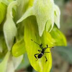 Mictis profana (Crusader Bug) 2nd instar, Alice Springs Desert Park NT