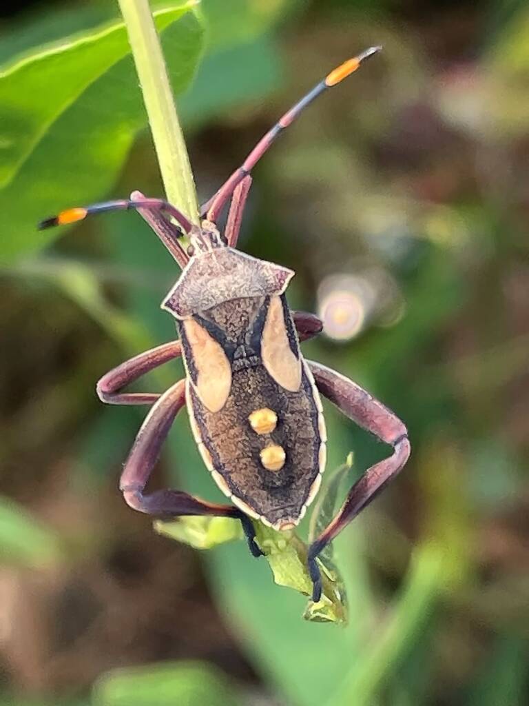 Mictis profana (Crusader Bug) 5th instar, Canberra ACT © Tony Eales