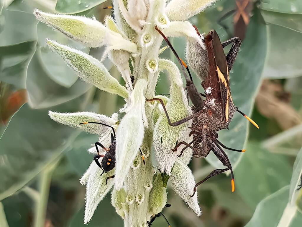 Adult Mictis profana (Crusader Bug) with 3rd instar, Alice Springs Desert Park NT