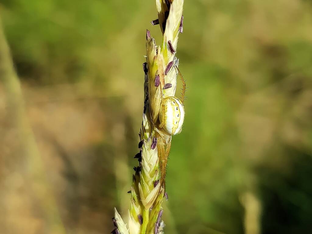 Striped Orb Weaver (Neoscona sp), Olive Pink Botanic Garden, Alice Springs NT