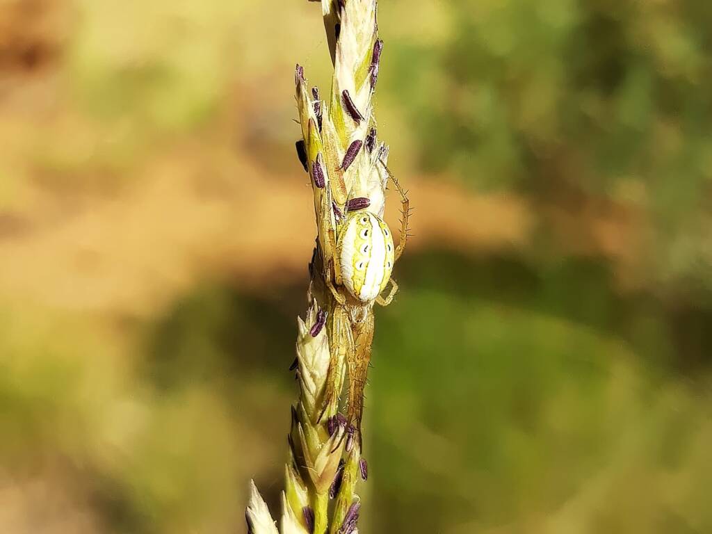Striped Orb Weaver (Neoscona sp), Olive Pink Botanic Garden, Alice Springs NT