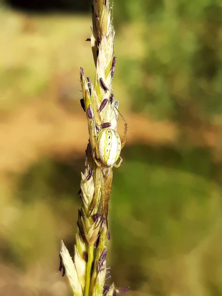 Striped Orb Weaver (Neoscona sp), Olive Pink Botanic Garden, Alice Springs NT