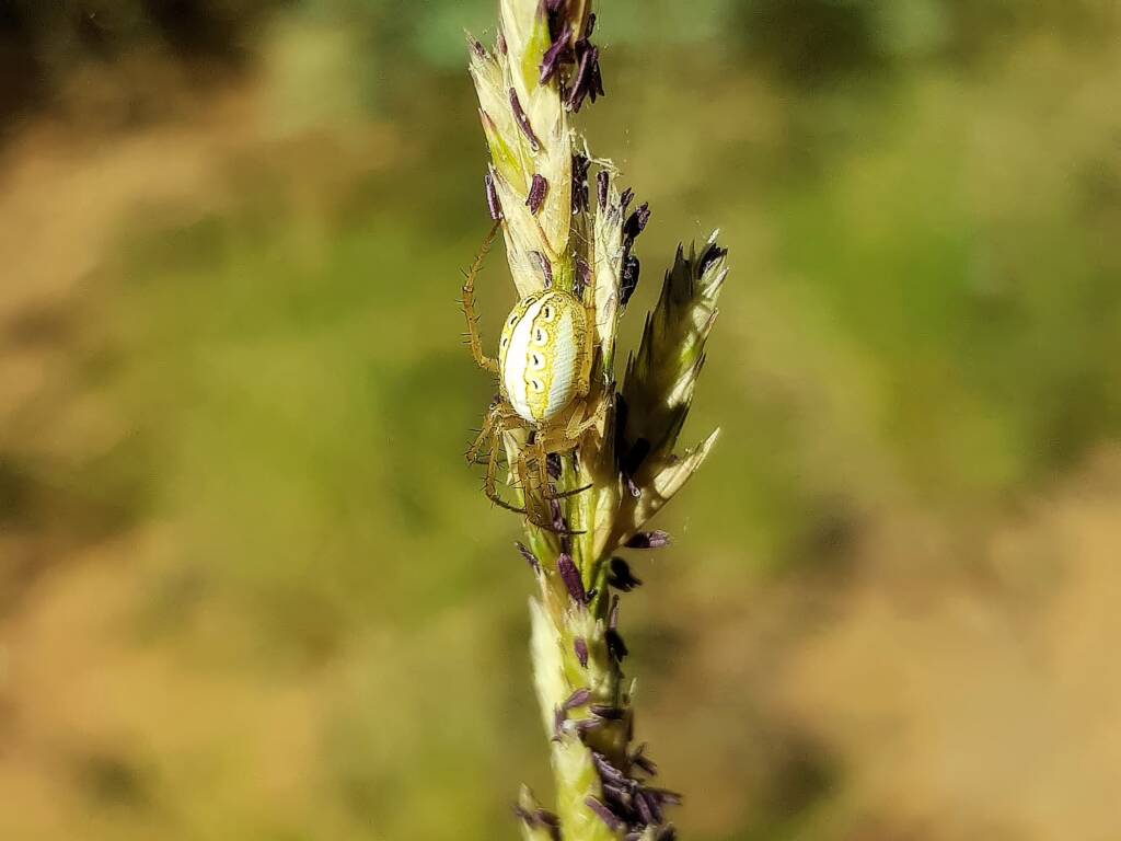 Striped Orb Weaver (Neoscona sp), Olive Pink Botanic Garden, Alice Springs NT