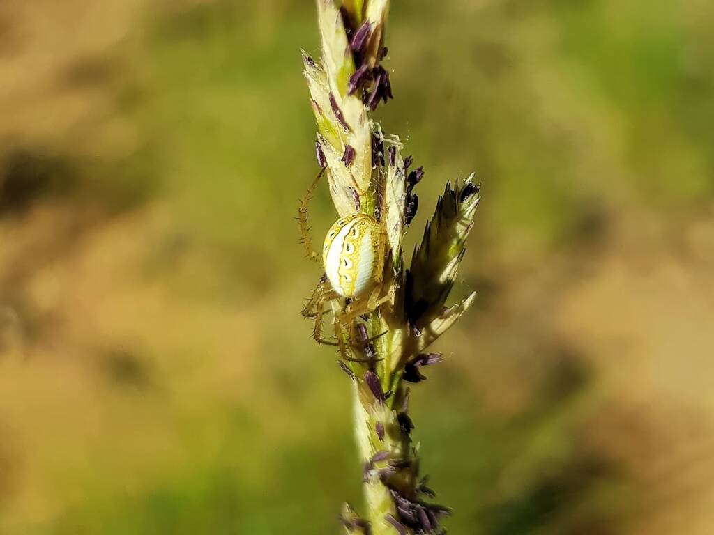 Striped Orb Weaver (Neoscona sp), Olive Pink Botanic Garden, Alice Springs NT
