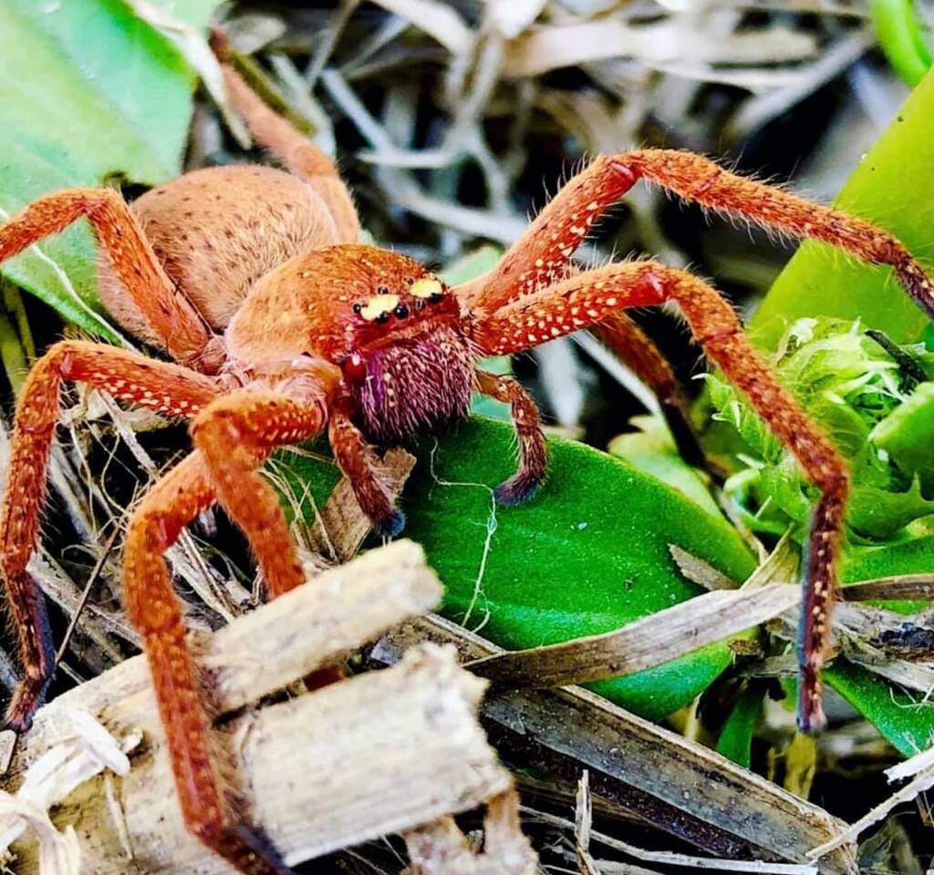 Badge Huntsman (Neosparassus diana) © Netti Eustace Gray