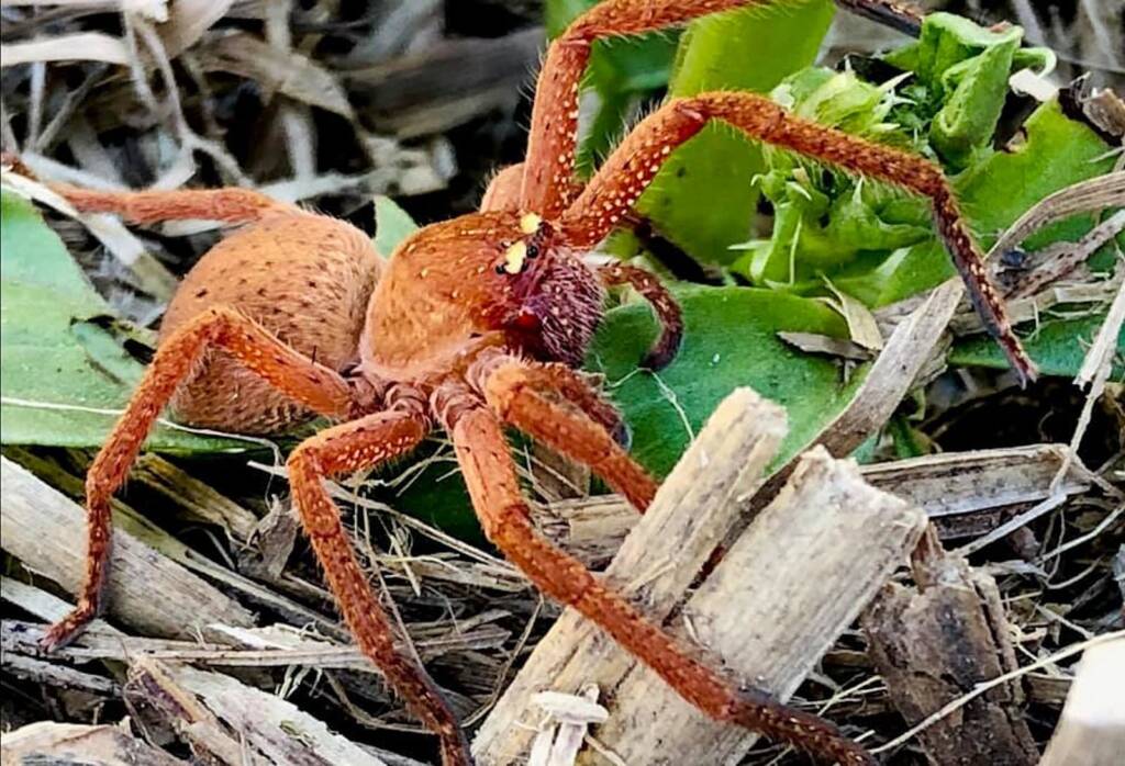 Badge Huntsman (Neosparassus diana) © Netti Eustace Gray