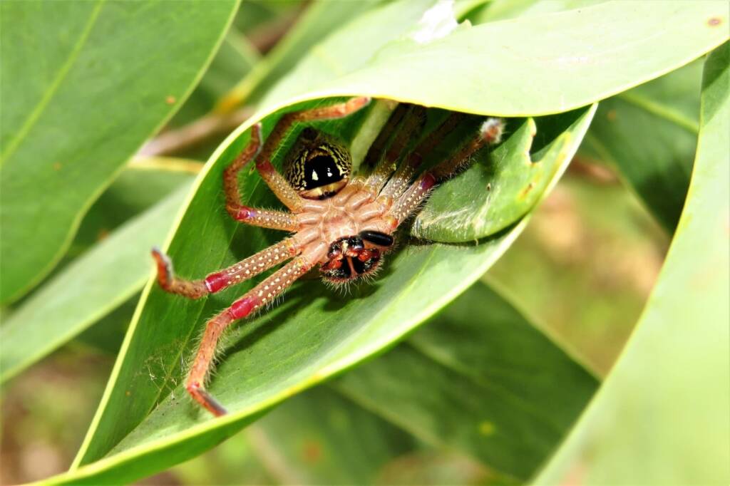 Badge Huntsman (Neosparassus diana), Bermagui State Forest NSW © Deb Taylor