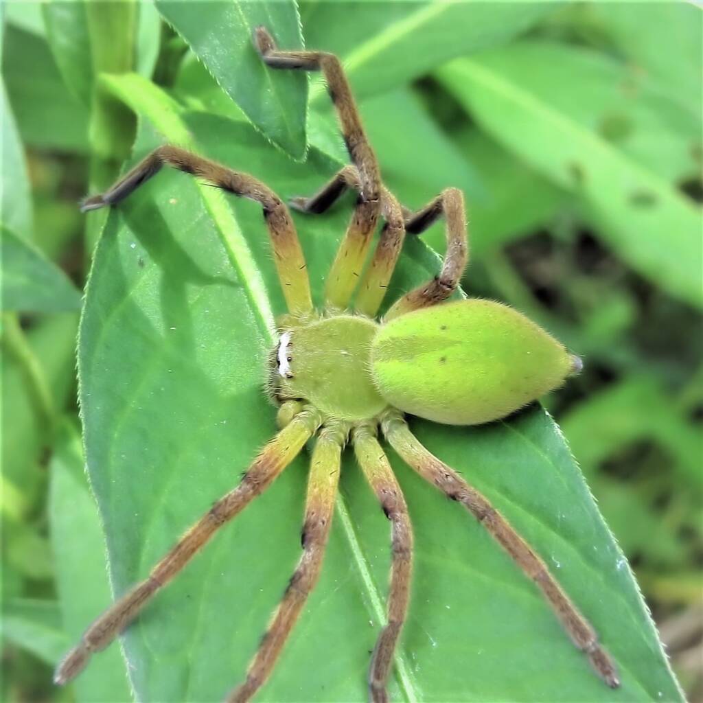 Tasmanian Football Spider (Neosparassus patellatus), Wandella NSW © Deb Taylor