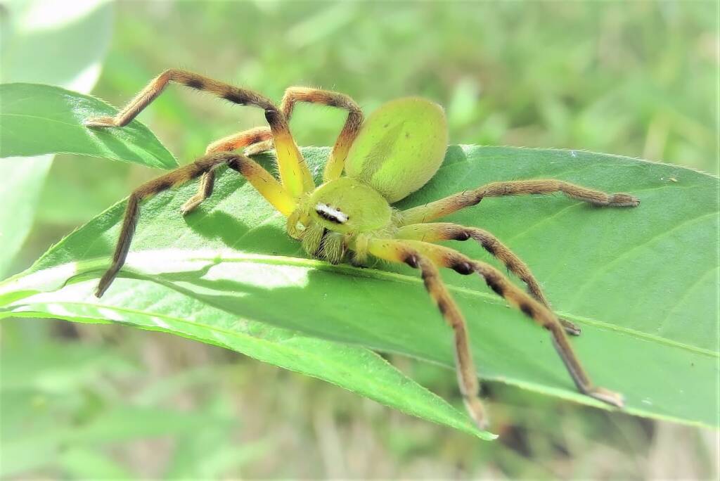 Tasmanian Football Spider (Neosparassus patellatus), Wandella NSW © Deb Taylor