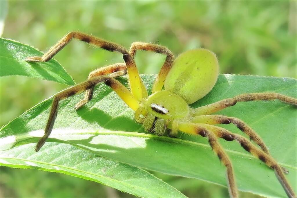 Tasmanian Football Spider (Neosparassus patellatus), Wandella NSW © Deb Taylor