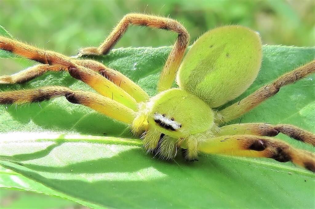 Tasmanian Football Spider (Neosparassus patellatus), Wandella NSW © Deb Taylor