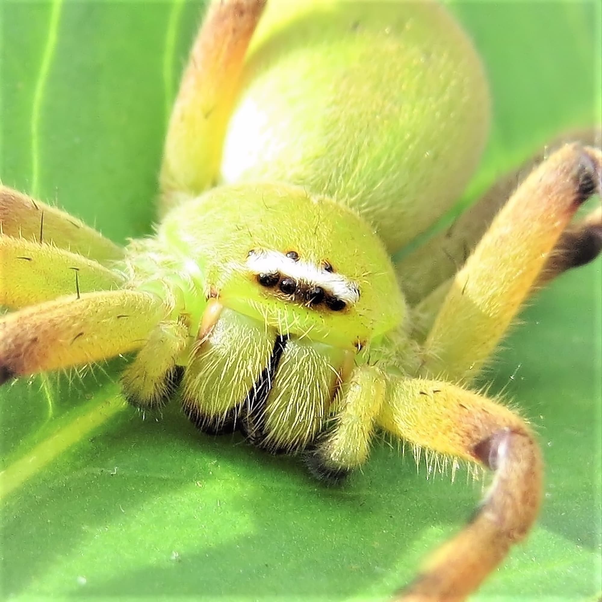 Tasmanian Football Spider (Neosparassus patellatus), Wandella NSW © Deb Taylor