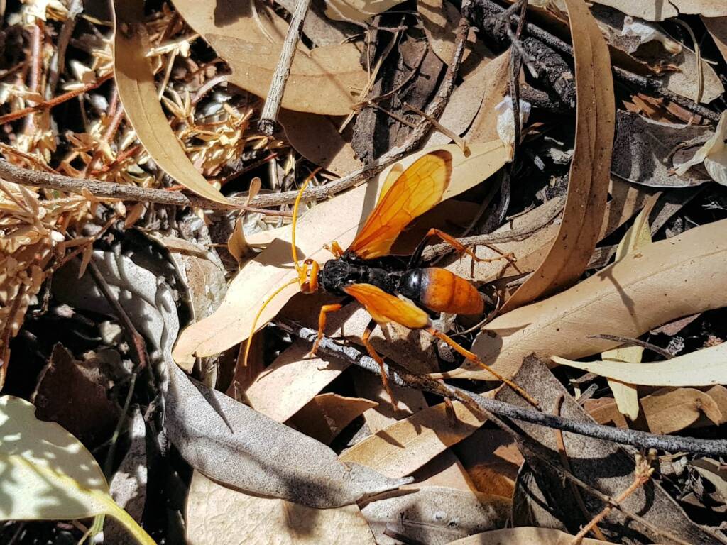 Orange Spider Wasp (Cryptocheilus bicolor), Olive Pink Botanic Garden NT