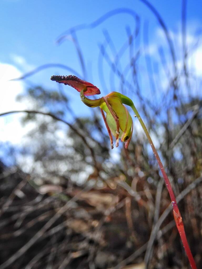Paracaleana nigrita (Flying Duck Orchid), Stirling Range National Park WA