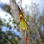 Paracaleana nigrita (Flying Duck Orchid), Stirling Range National Park WA © Terry Dunham