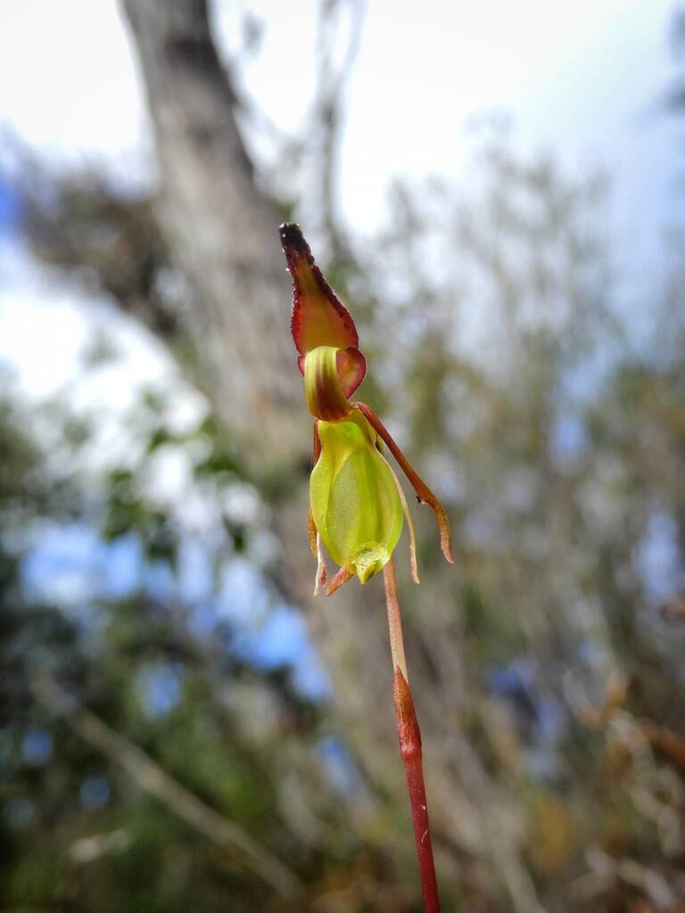 Paracaleana nigrita (Flying Duck Orchid), Stirling Range National Park WA