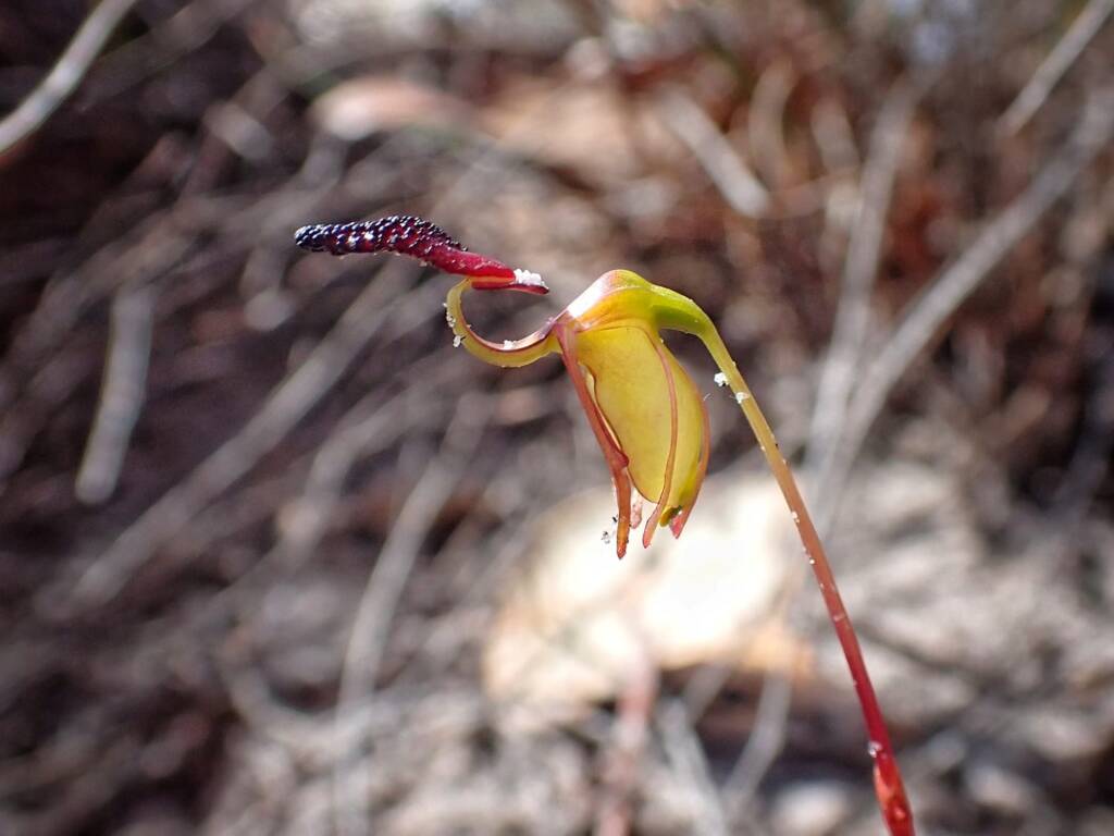 Paracaleana nigrita (Flying Duck Orchid), Stirling Range National Park WA