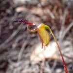 Paracaleana nigrita (Flying Duck Orchid), Stirling Range National Park WA © Terry Dunham