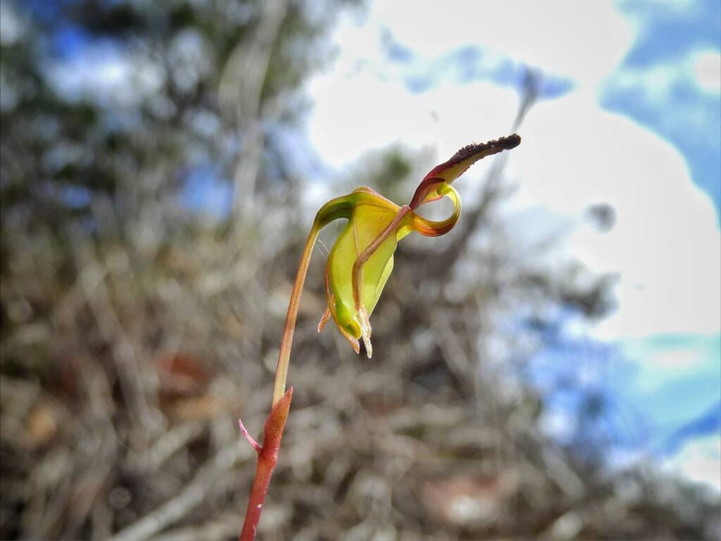 Paracaleana nigrita (Flying Duck Orchid), Stirling Range National Park WA