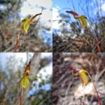 Paracaleana nigrita (Flying Duck Orchid), Stirling Range National Park WA © Terry Dunham