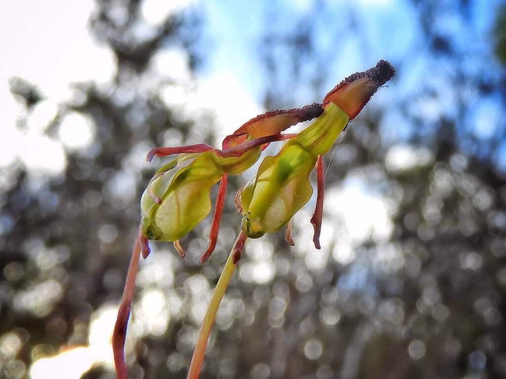 Paracaleana nigrita (Flying Duck Orchid), Stirling Range National Park WA © Terry Dunham