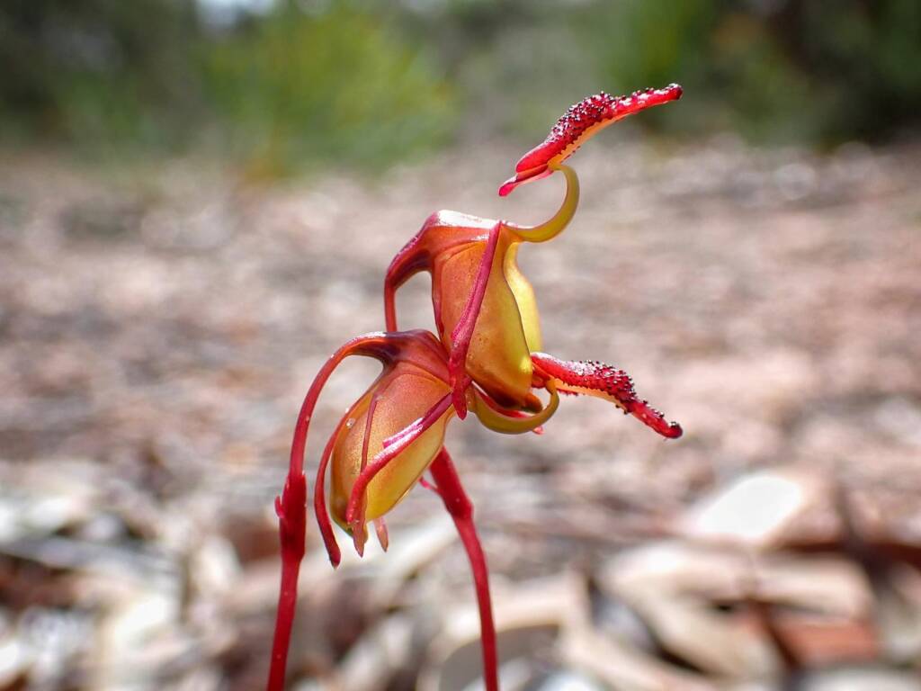 Paracaleana nigrita (Flying Duck Orchid), Stirling Range National Park WA