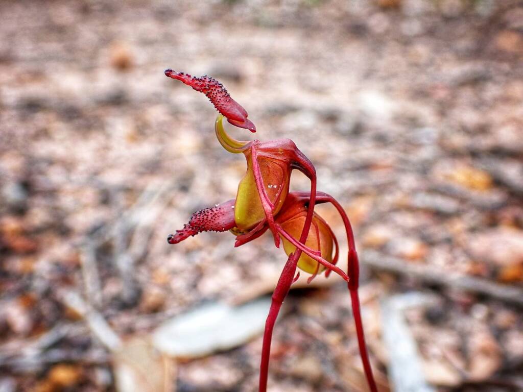 Paracaleana nigrita (Flying Duck Orchid), Stirling Range National Park WA