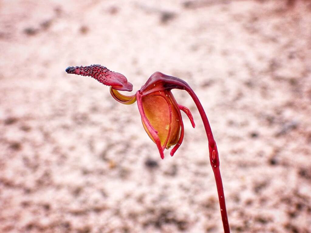 Paracaleana nigrita (Flying Duck Orchid), Stirling Range National Park WA