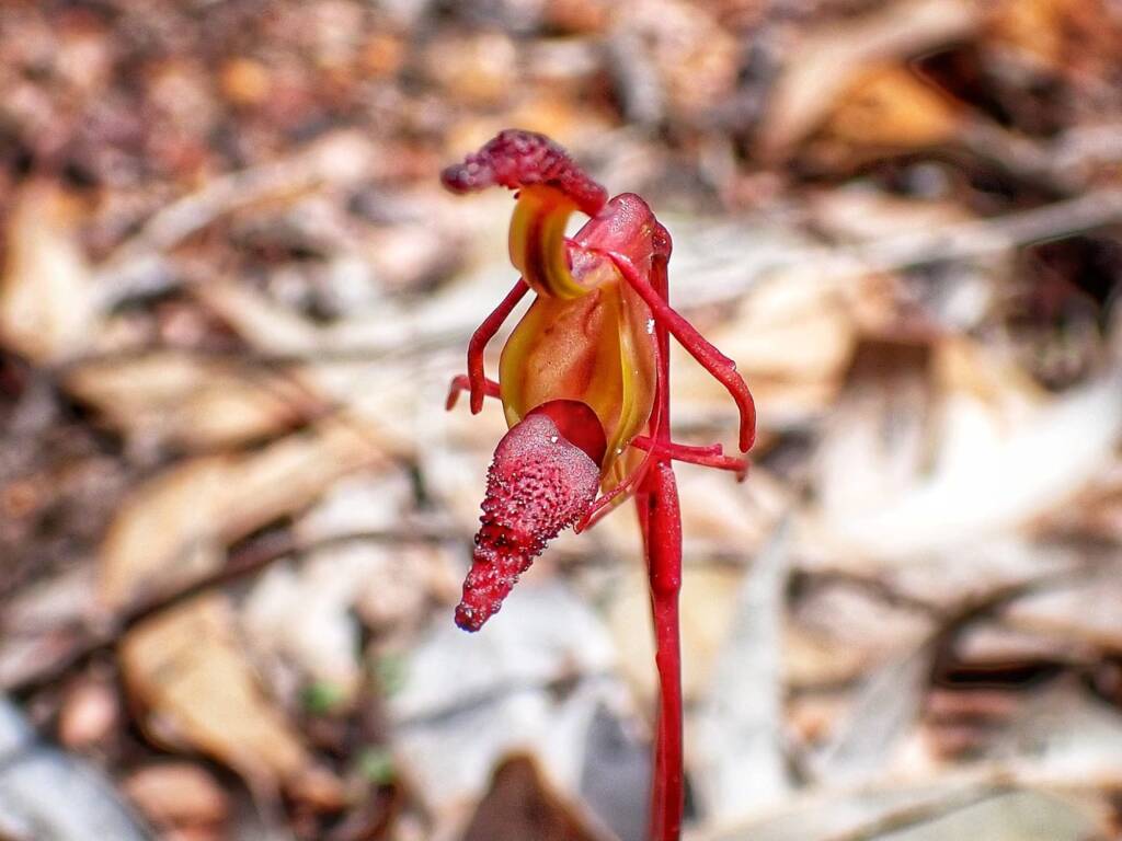 Paracaleana nigrita (Flying Duck Orchid), Stirling Range National Park WA