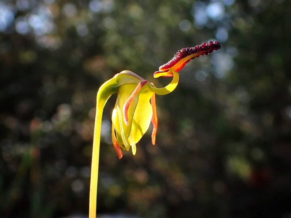 Paracaleana nigrita (Flying Duck Orchid), Stirling Range National Park WA