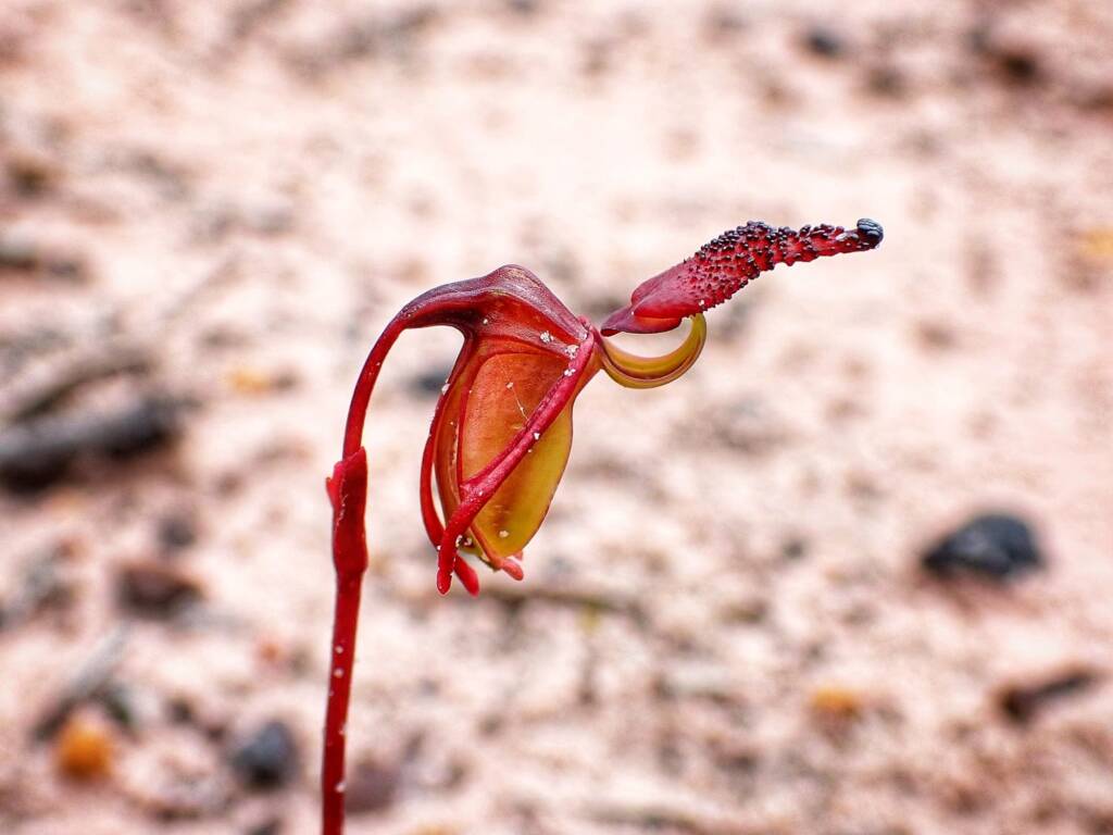 Paracaleana nigrita (Flying Duck Orchid), Stirling Range National Park WA
