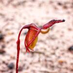 Paracaleana nigrita (Flying Duck Orchid), Stirling Range National Park WA © Terry Dunham